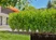 Drip Irrigation Line for bushes/hedges