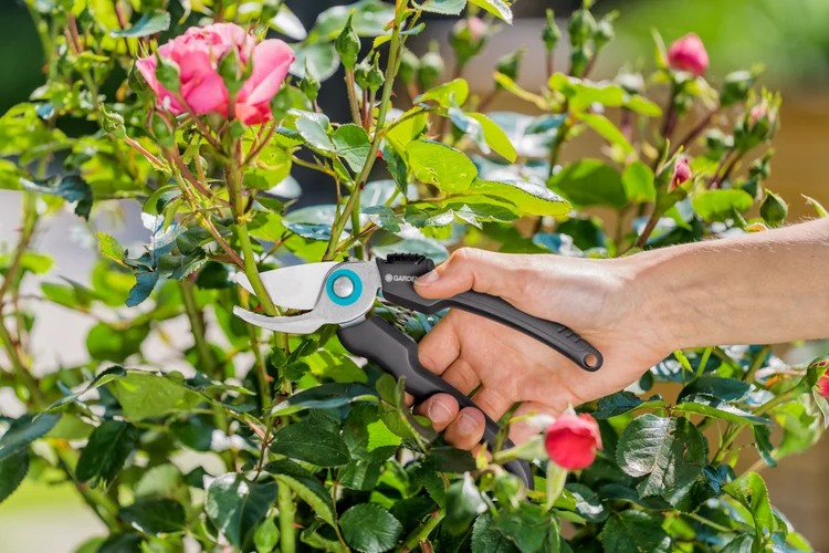EcoLine Secateur
