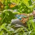Secateurs EasyCut, Bypass Cut, Garden Secateurs, 20 mm cutting diameter