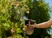 Pump Sprayer 1 L
