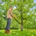 Takkenschaar EasyCut L, bypass-snede, ideaal voor groen hout