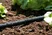 Weeper Hose 15m