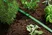 Sprinkler Hose 7.5m