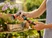 Pulverizador de varanda city gardening