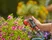 Pulverizador de varanda city gardening