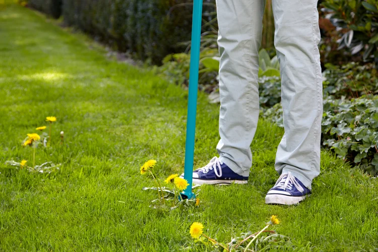 Висмикувач бур'янів