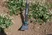 NatureLine Garden Hoe