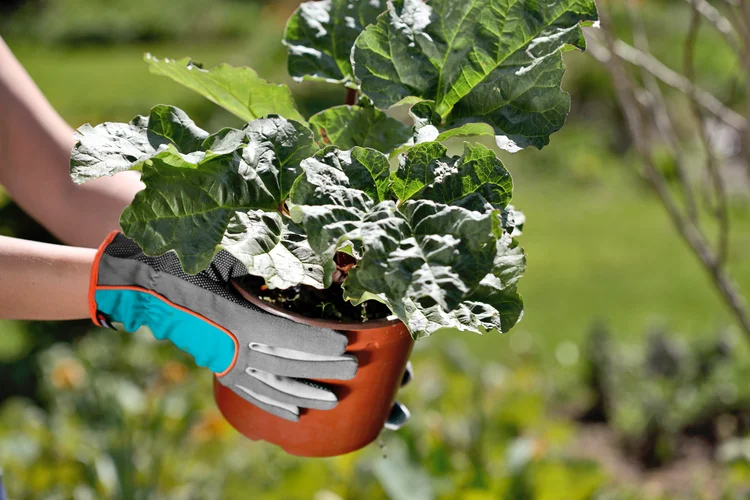 Mănuși de plantat 7/S