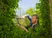 Nożyce do żywopłotu NatureCut