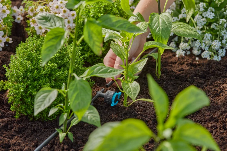 Goutteur en ligne réglable et régulateur de pression 1 - 8 l/h