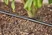 Drip Irrigation Line for bushes/hedges