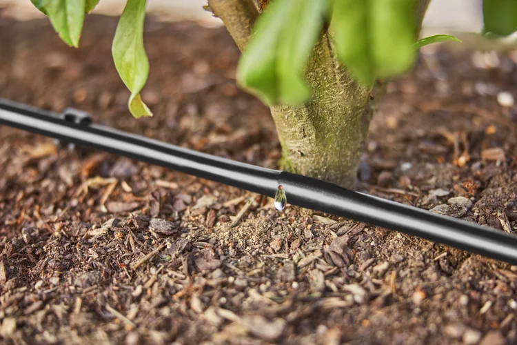 Drip Irrigation Line for bushes/hedges