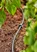 Tubo de Distribuição 4,6 mm (3/16") GARDENA