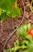 Tubo de Distribuição 4,6 mm (3/16") GARDENA