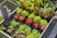 Startset voor verhoogde bloembedden en moestuinen (35 planten)