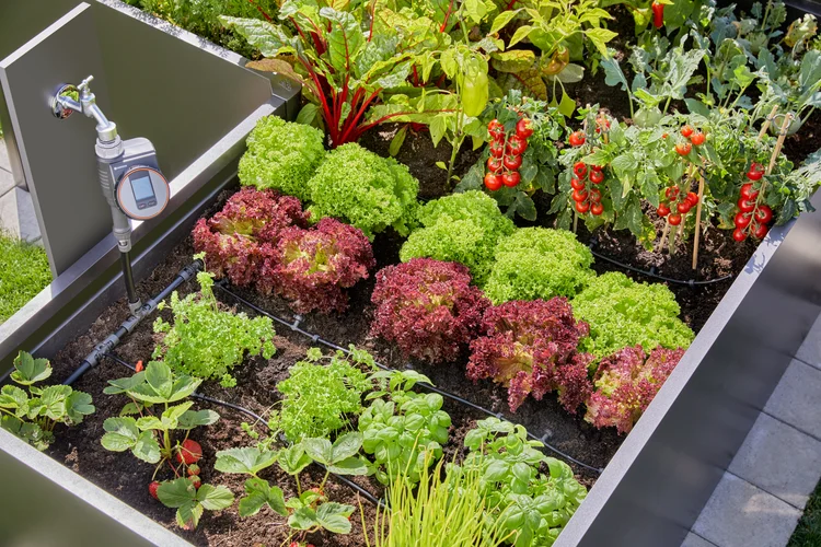 Startset voor verhoogde bloembedden en moestuinen (35 planten)