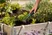 Flower rake