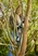 Battery Pruning Loppers EasyCut 110/18V P4A solo