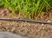 Tubo gocciolante da 4,6 mm (3/16")