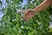 Premium Bypass Secateurs