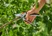 Premium Bypass Secateurs