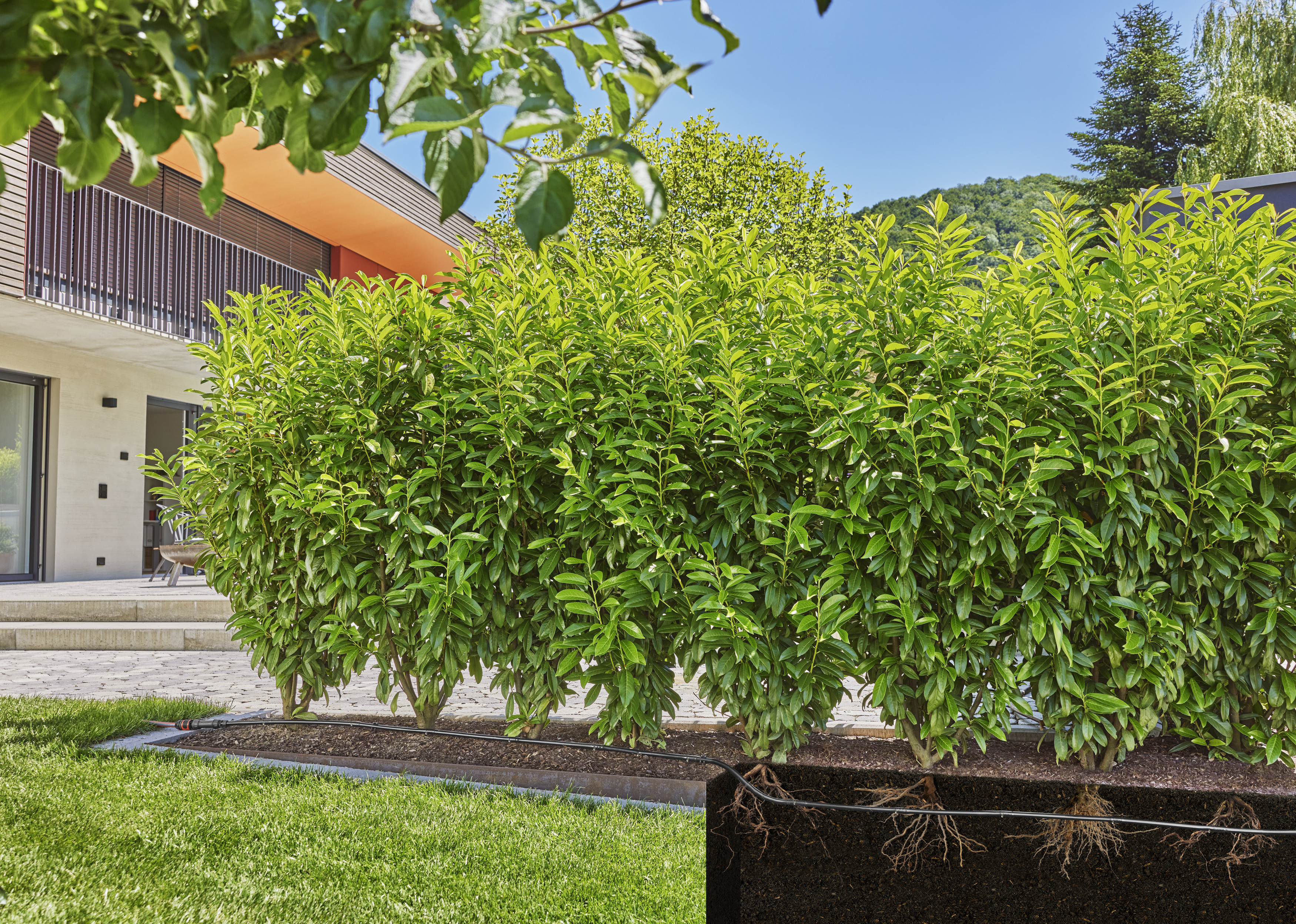 Комплект для живої огорожі/кущів з мікрокрапельним зрошенням (50 м)