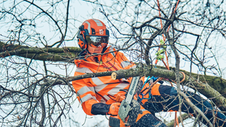 Arboristi, jolla on X-COM Active