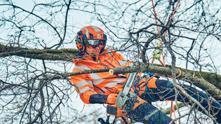 Arboristi, jolla on X-COM Active