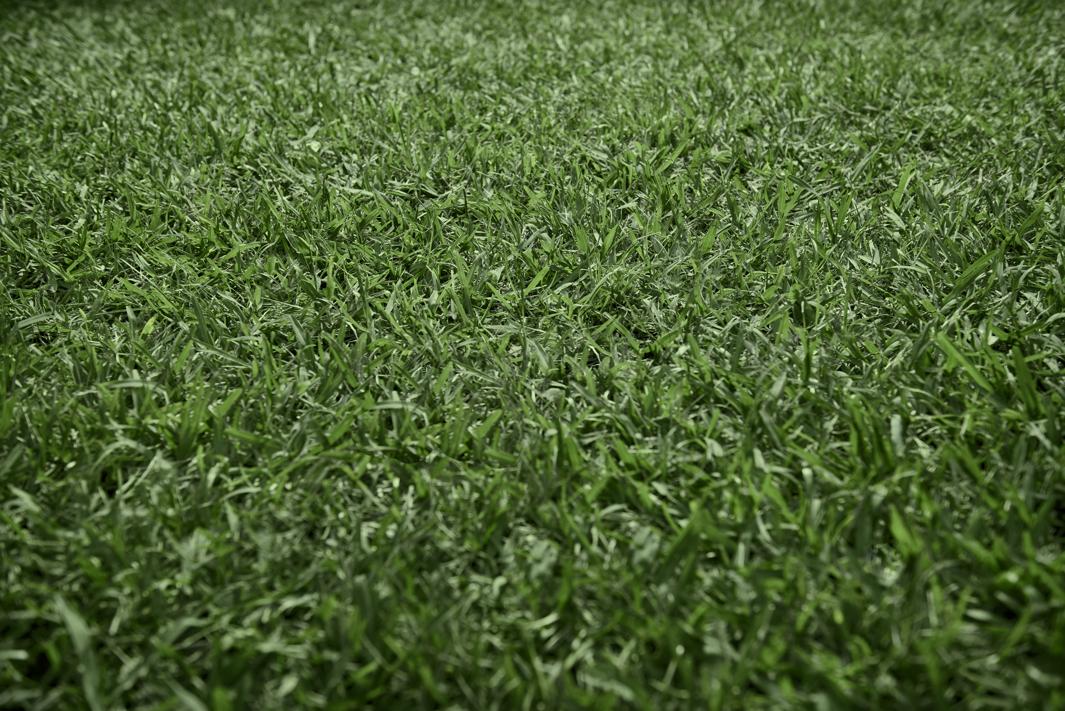 Соковита зелена трава