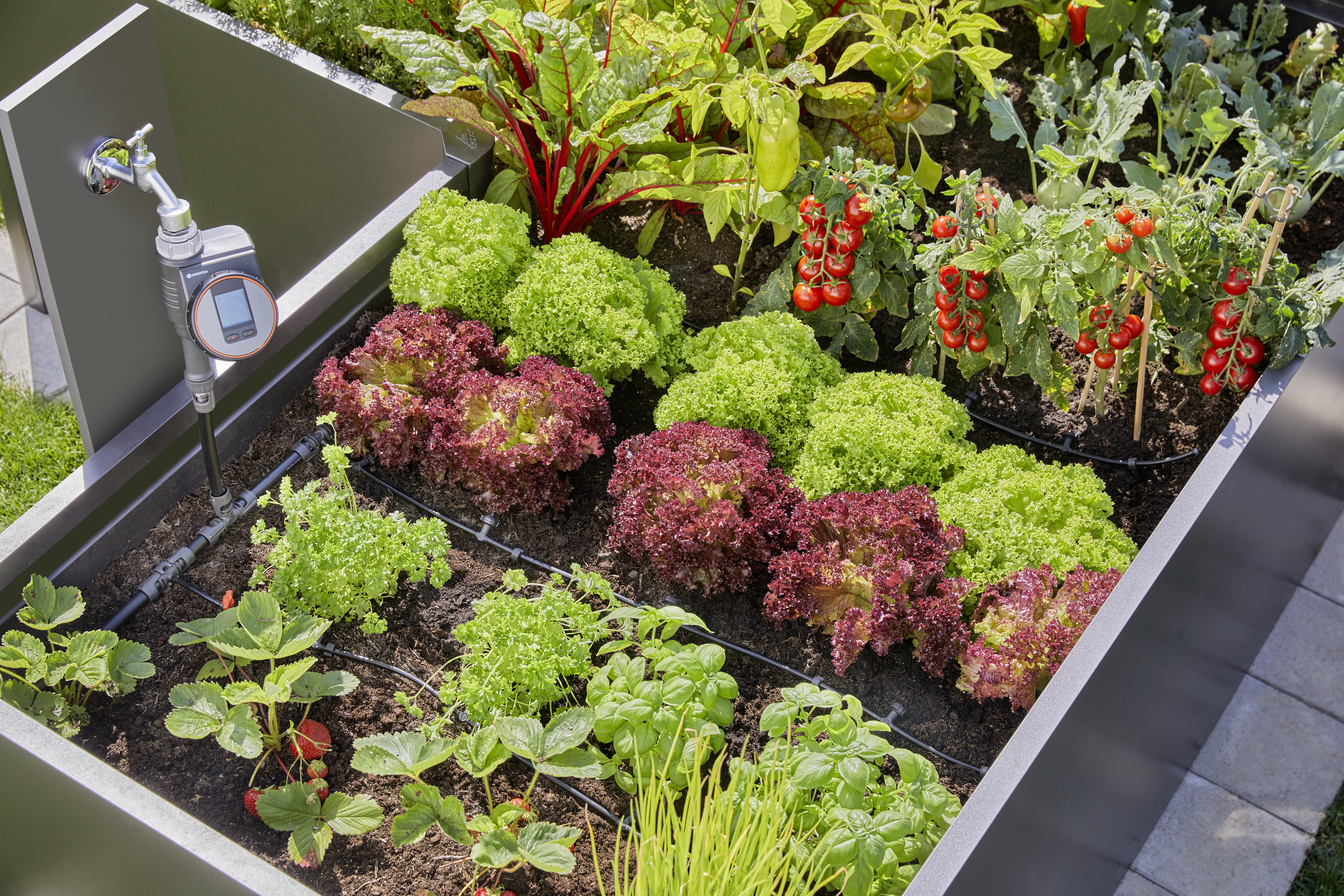 Start set za visoke grede (35 rastlin)