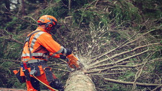 Ramen&aacute;, 564 XP