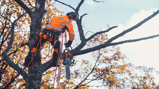 Arboristické lezenie s 550i XP