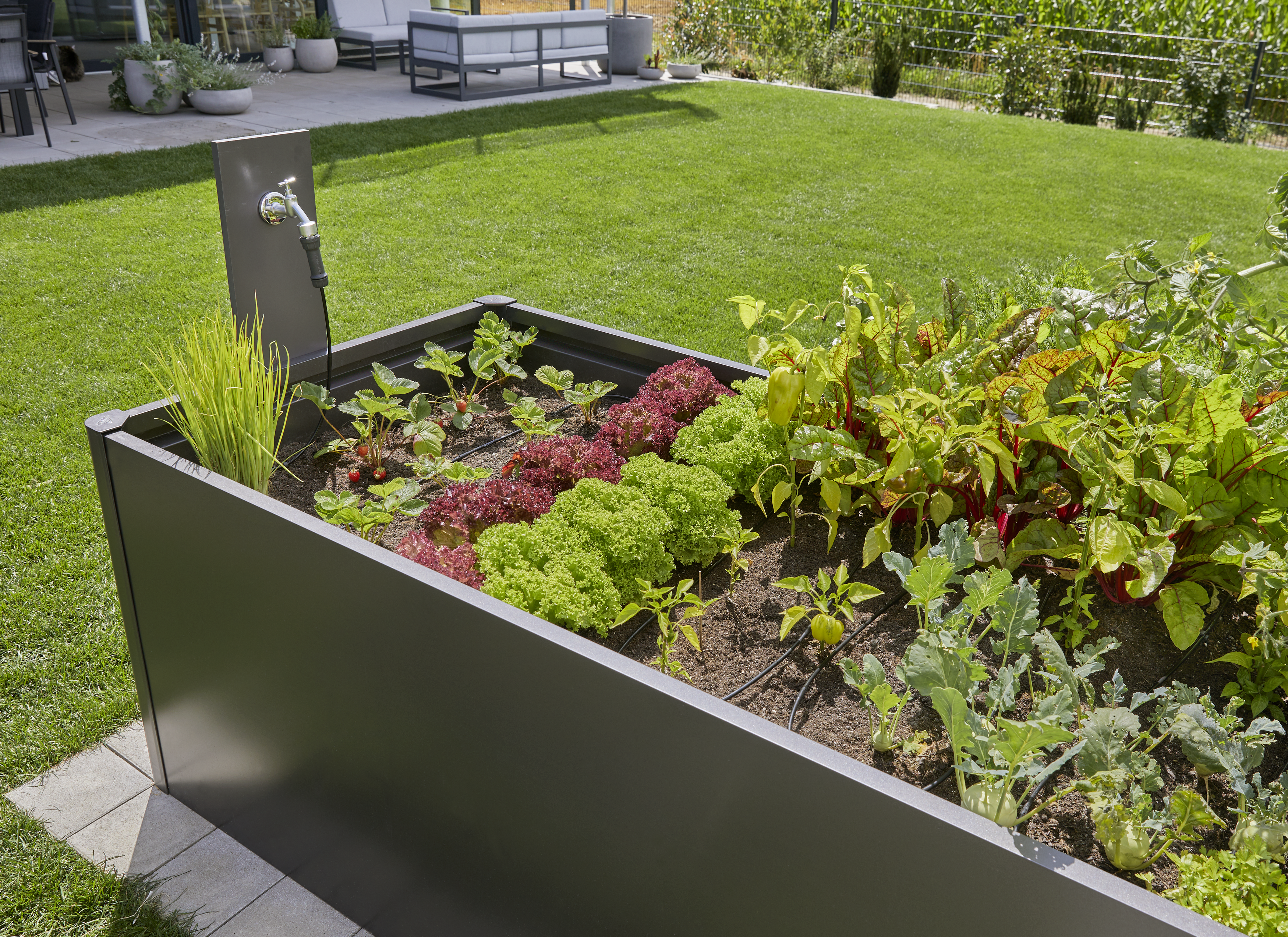 Start set za visoke grede (35 rastlin)