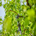 Battery Telescopic Pruning Loppers HighCut 250/18V P4A solo