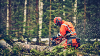 Moottorisaha 560 XP Mark II Logger Poikkileikkaus